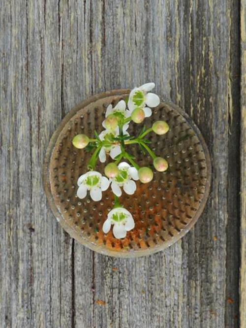 WAXFLOWER